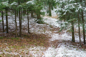 Snowy Russian winter coming into forest. The fluffy branches of the fir trees are covered with...