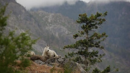 Wide shot, mountain goats lay on mountain ledge in The Enchantments