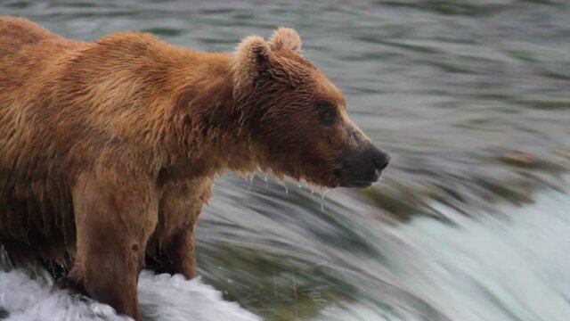 Close up, grizzly bear hunts for salmon in Alaskan river