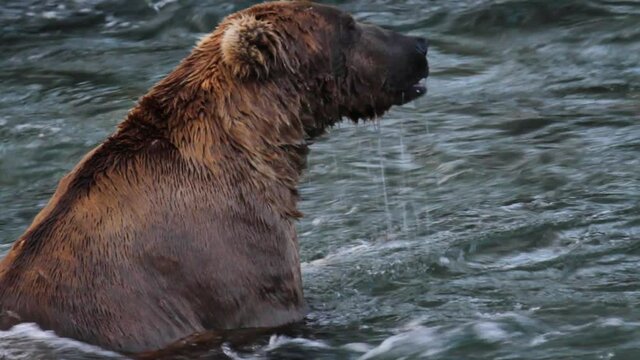 Close up, grizzly bear eats caught salmon in Alaskan river