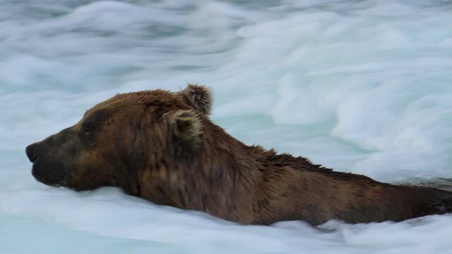 Close up, grizzly bear swims in Alaskan river