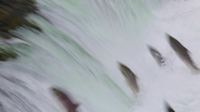 Salmon attempt to swim up waterfall in Alaska, medium shot