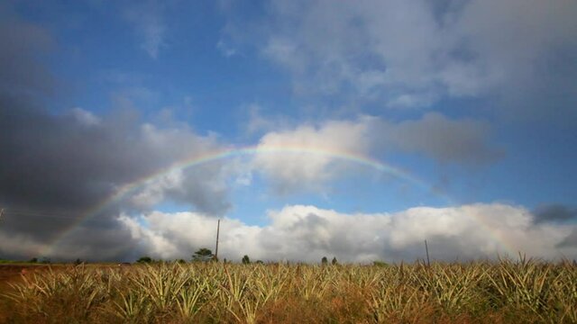 Wide, rainbow over pineapple fields in Kauai