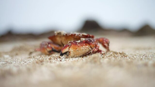 Close Up, Crab On Beach In Vancouver