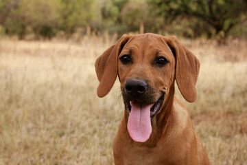 Portrait of Rhodesian Ridgeback