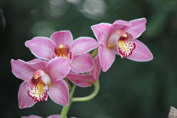 pink orchid flower