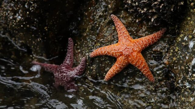 Close up, starfish on rocks in Vancouver
