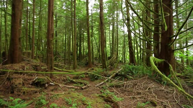 Wide, remote forest in Vancouver