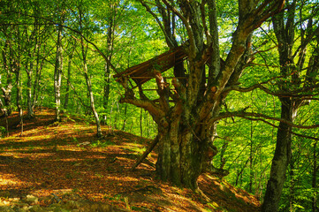 A wooden outpost built in a tree house style. The outpost is located in a wild forest deep into Lotru Mountains.