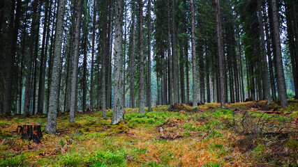 A spruce tree forest in fall season. Yellow grass and pinecons lying on the ground. Submerging into wilderness.  