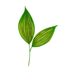Obraz premium use for fabric, phone case, green leaves