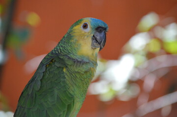PARROT