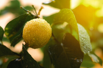 Close up of green limes on the tree with raindrops. Green citrus . Lemon tree leaves with rain...