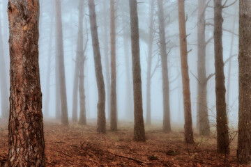 Obraz premium trees in the fog