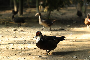 Obraz premium Mother Muscovy black and white duck and her baby ducks in the golden hour