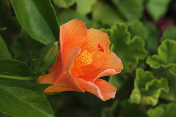 Orange hibiscus flower 