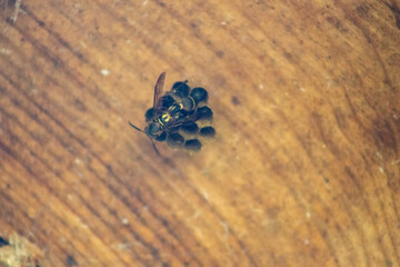 araña negra en su telaraña