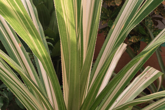  Zielone liście, roślinne tło.