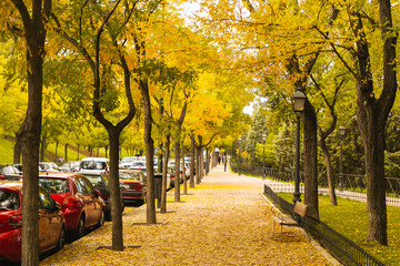 autumn in the capital of Spain Madrid street pavement trees yellow and green leaves sun day sunny  