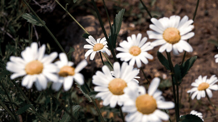Obraz premium White daisy flower with green leafs with a very soft vintage effect. Chamomile plants background in the wild. Natural beauty