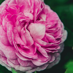 Beautiful flower in the garden