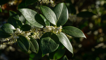 Osmanthus fragrans (sweet or fragrant olive) blossom in autumn Sochi. Close-up of small and...