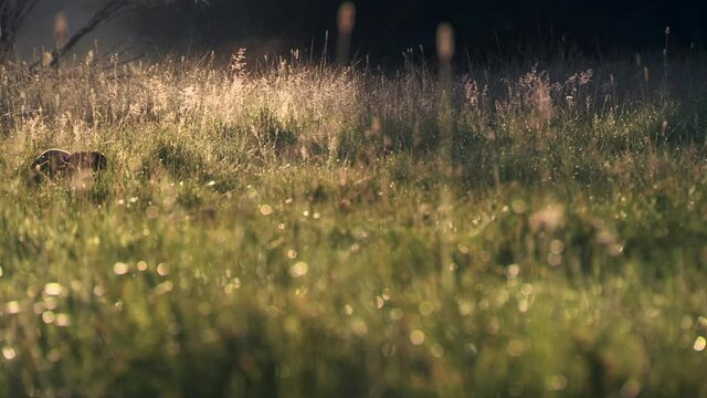 Dachshund running and stopping in tall grass at sunrise
