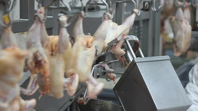 Food Industry, Poultry Meat Processing Plant, Chicken Meat On Production Line