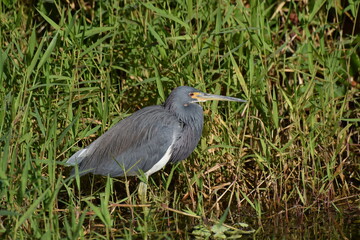 Heron