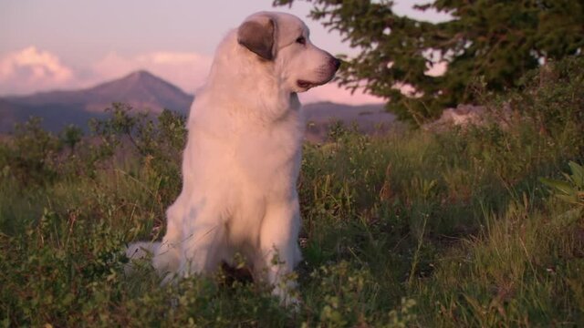 Great pyrenees sitting and looking around at sunset