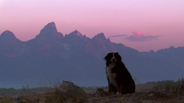 Bernese mountain dog sitting then running near silhouette of mountain range