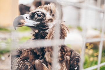 Close up cinereous vulture Aegypius monachus in captivity in the zoo through the bars. Large raptorial bird also known as the black vulture, monk vulture, or Eurasian black vulture.