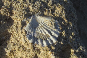 Fósil de concha de mar