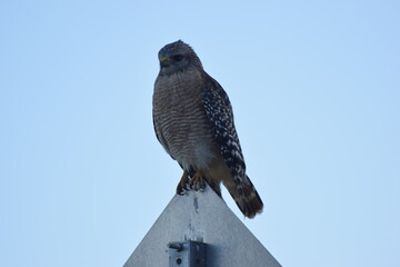 Hawk