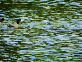 patos en los lagos de palermo