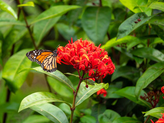 Monarch Butterfly (Danaus plexippus) Feeding on Enormous Red Flower