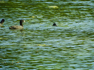 patos en los lagos de palermo