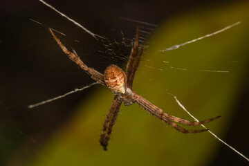 Spider on a web in the garden