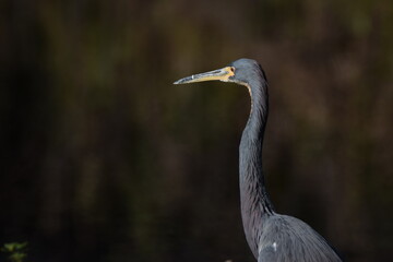 Heron