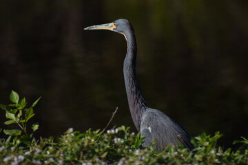 Heron