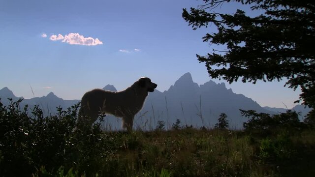 Great pyrenees dog standing near silhouette of mountain range