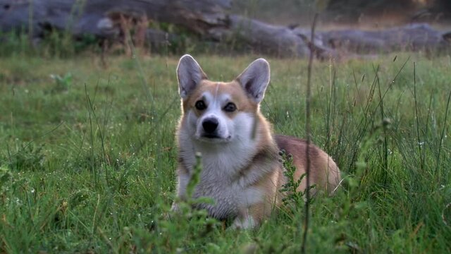 Corgi sitting in grass looking at camera - dogs