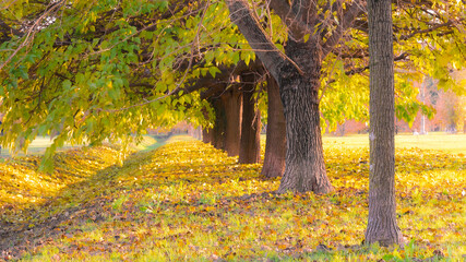 Perspective of a straight line of trees in autumn, with plenty of yellow leaves on the ground