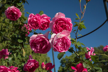 Landscaping and garden design. Closeup view of climbing Rosa Parade, also known as Miniature Rose, flowers of pink and fuchsia petals, growing in a training mesh, spring blooming in the park.