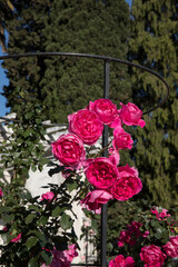 Landscaping and garden design. Closeup view of climbing Rosa Parade, also known as Miniature Rose, flowers of pink and fuchsia petals, growing in a training mesh, spring blooming in the park.