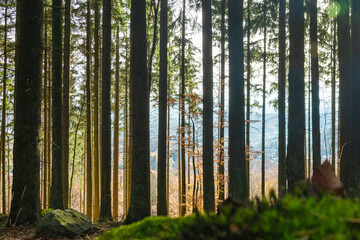 Fototapeta premium Altkönig near Frankfurt in autumn forest
