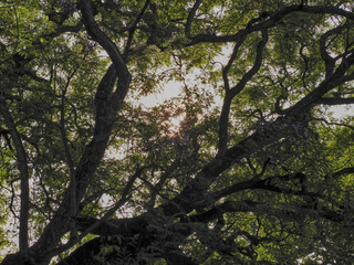 arboles en los lagos de palermo