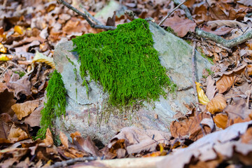 Altkönig near Frankfurt in autumn forest