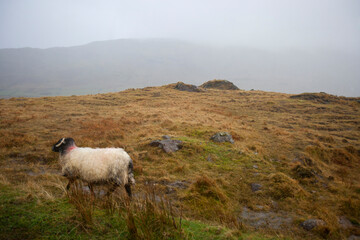 Obraz premium Sheep walking through foggy meadow