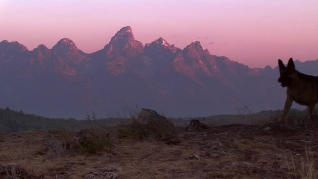 German shepherd running near silhouette of mountain range